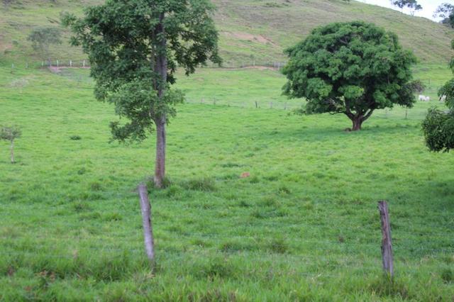 Fazenda Montada 25 Alqueires Cocalzinho"Toda Formada,72 km de Anapolis,129 km Goiania - Foto 13