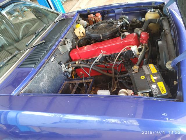 Opala diplomata - Foto 4