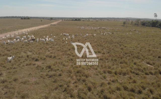 Fazenda à venda, 1134 hectares por R$ 24.000.000,00 - Novo Mundo/MT - Foto 6