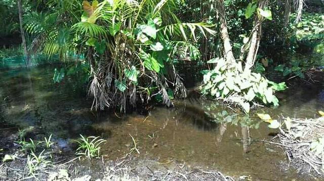 Sítio em panaquatira são José de ribamar - Foto 9