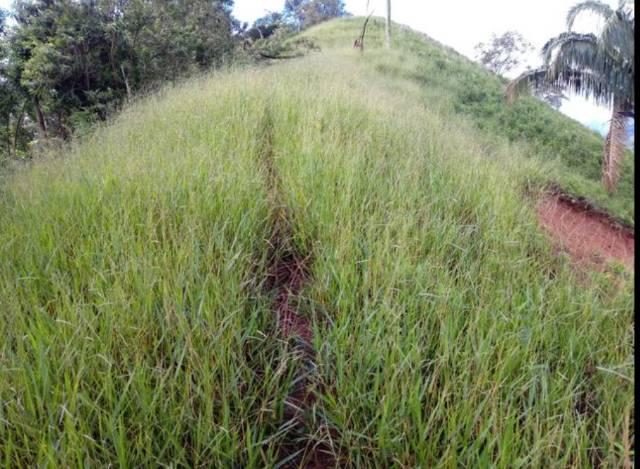 Vendo terreno de 4 alqueires em Ribeirão, Vargem Alta - Foto 11