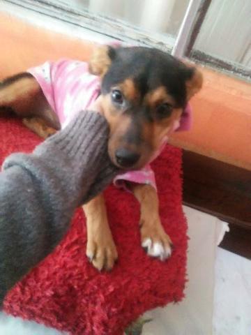Cadela pra adoção