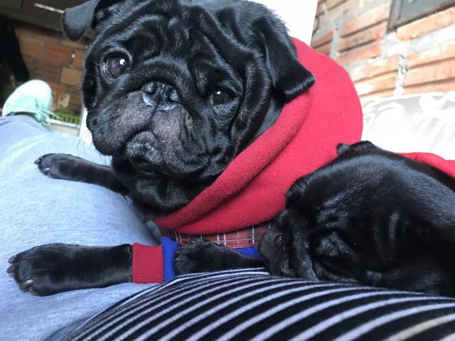 Pug para cruza - Foto 2
