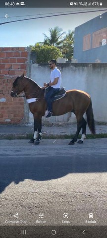 Cavalo crioulo 