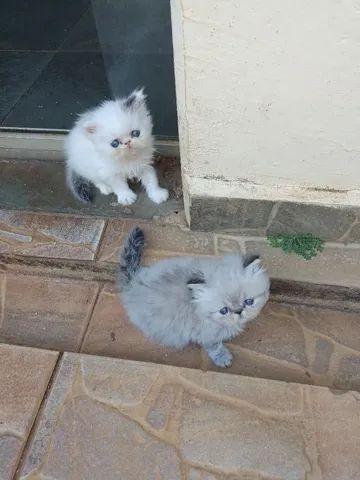 Lindos gatinhos persas - Foto 4