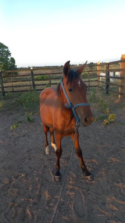 Vende filho quilômetro  HD - Foto 2