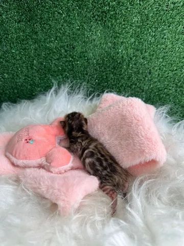 Filhote de Bengal  - Foto 6