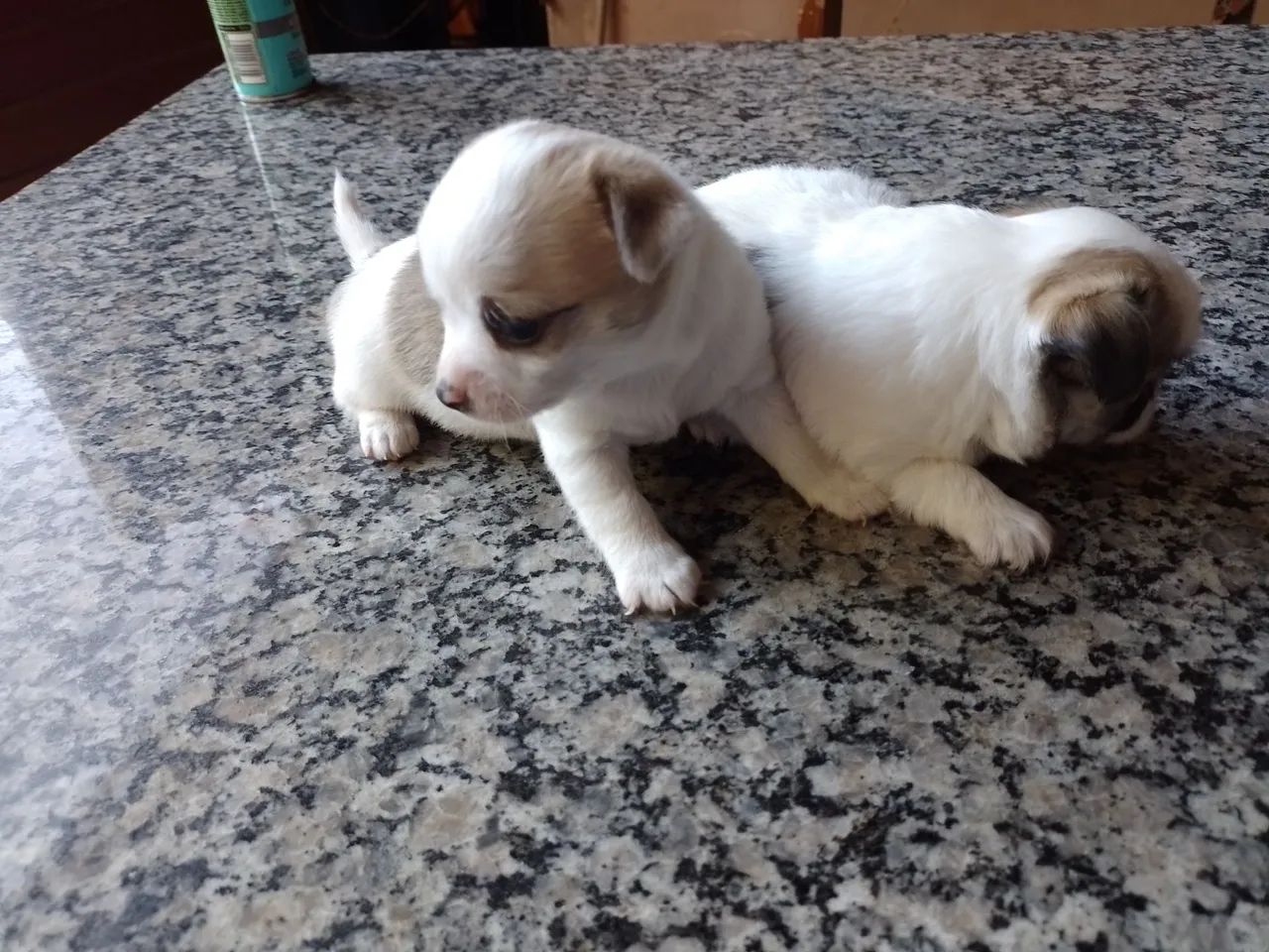Vendo filhotes da raça Chihuahua