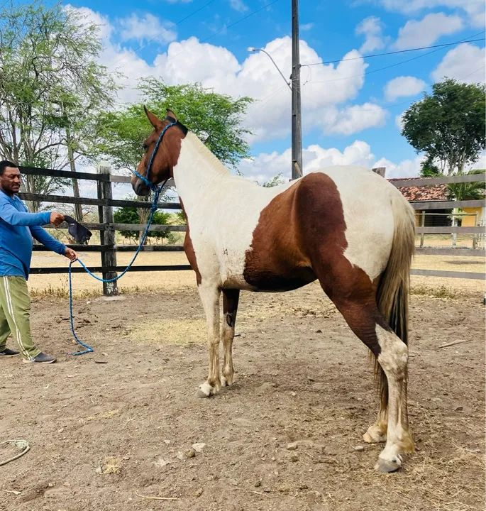 POTRA PICADO GENUÍNO 