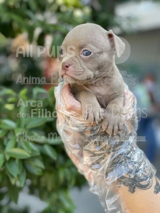 American Bully legitimo e a pronta retirada com pedigree p/ você 
