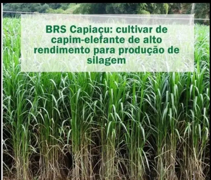 MUDAS DE CAPIAÇU E KURUMI COM PLANTIO MECANIZADO, TEMOS EM GRANDES E PEQUENAS QUANTIDADES  - Foto 2
