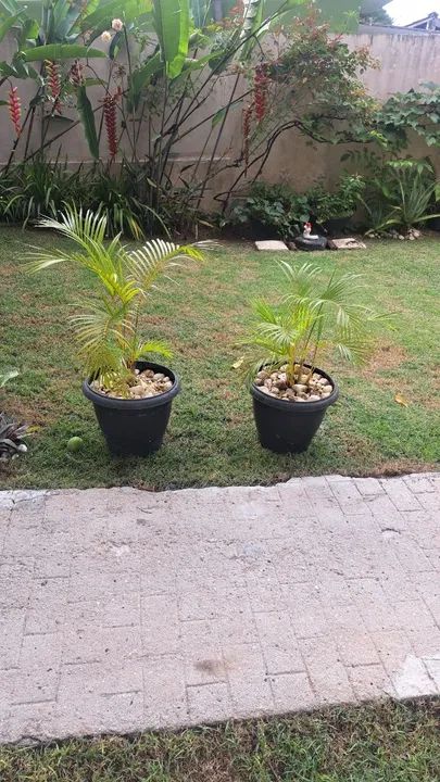 2 Vasos de Planta com Pedras Decorativas - Foto 3