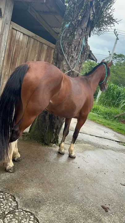 Égua crioula - Foto 3