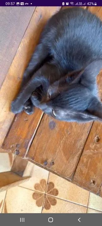 Gatinho preto disponível para adoção - Foto 2