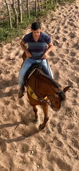 Cavalo quarto de milha de direita - Foto 4