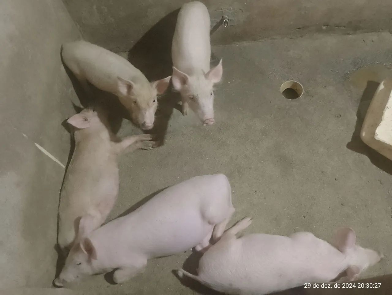 Filhotes de porco 40 dias para venda - Foto 2