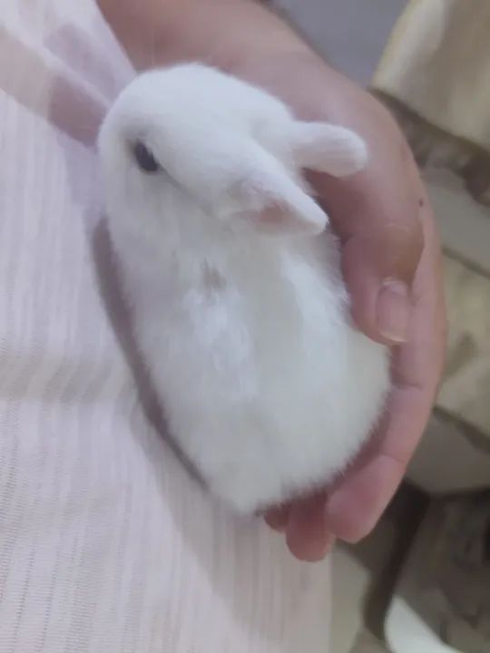 Coelhos Netherlands Mini  - Foto 4