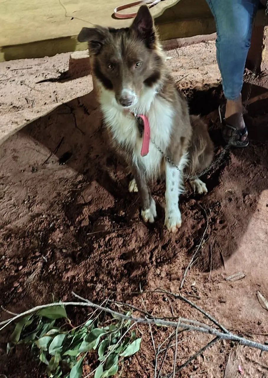 Cão Border Collie Adorável e Feliz - Foto 3