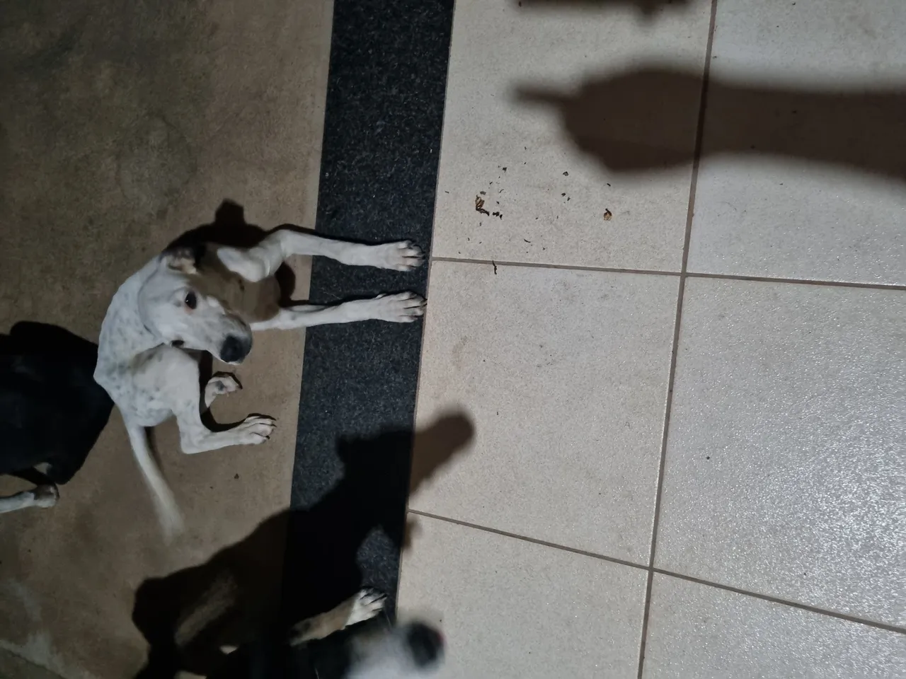 Filhote de cachorro com manchas