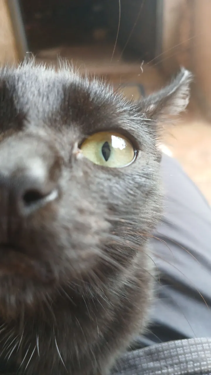 Gatinho preto para adoção (neguin)