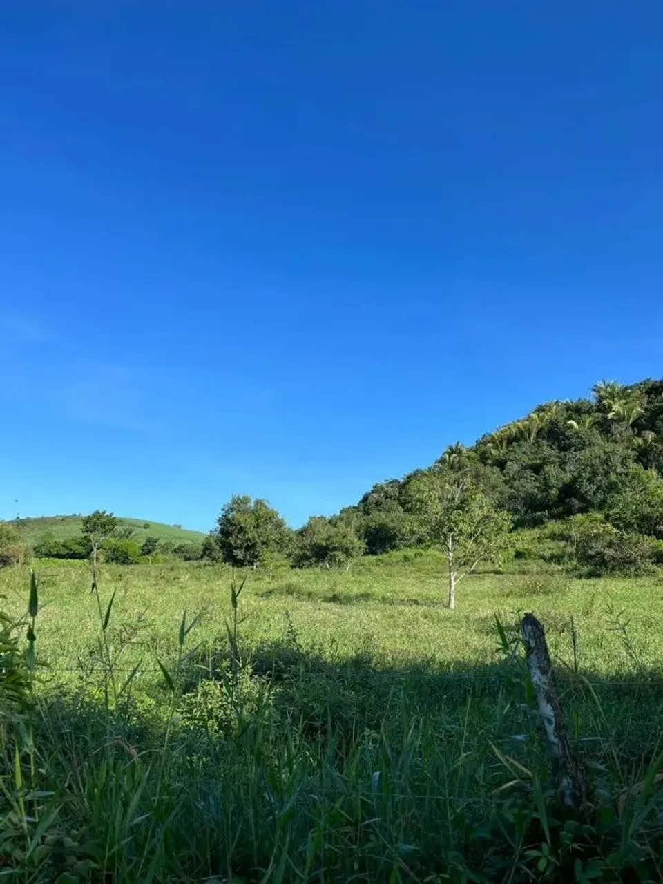 Sítio para Venda em Flexeiras, Centro, 3 dormitórios, 1 banheiro