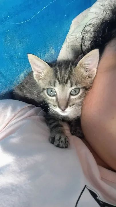 Doação gato adoção responsável 