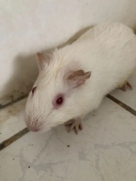 Porquinhos-da-índia  - Foto 4