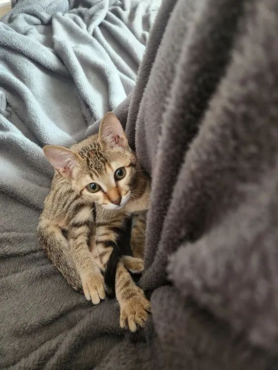 gatinha filhote para adoção responsável  - Foto 2