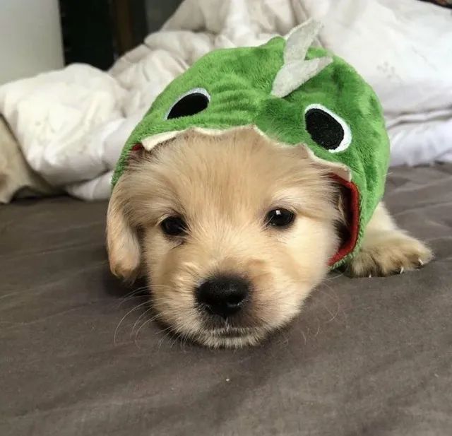 Golden Retriever fofo, com muita energia e pronto para fazer parte da sua vida!