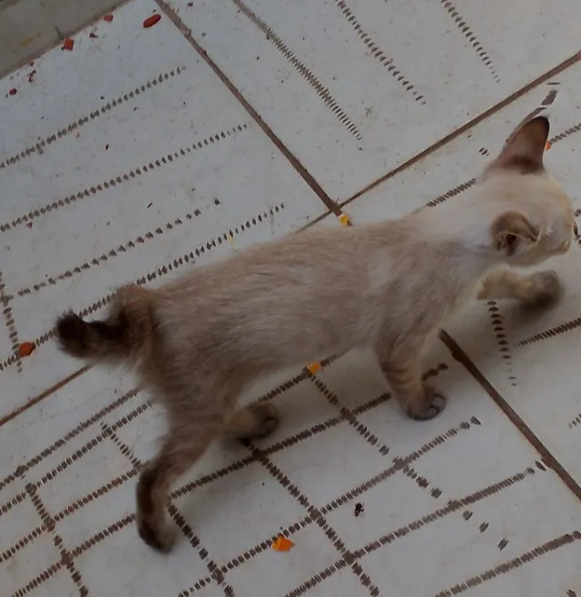 Gatinha para doação
