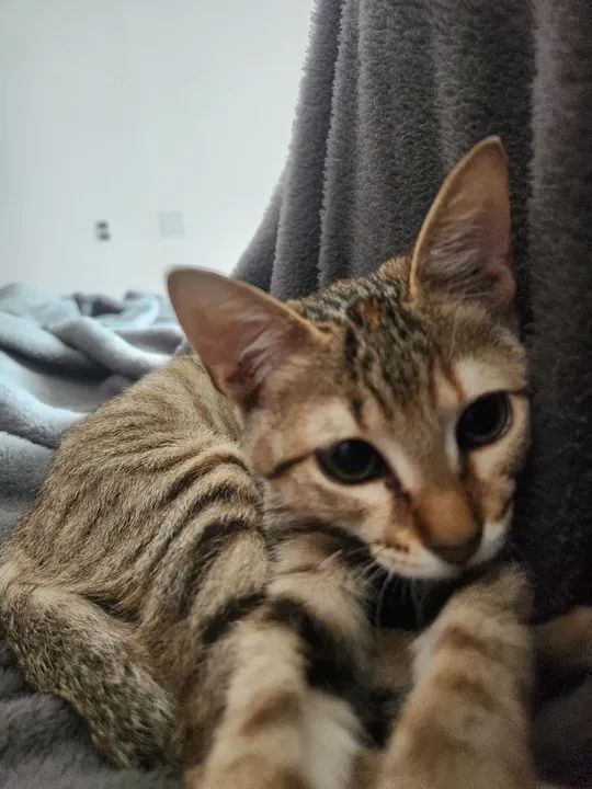 gatinha filhote para adoção responsável 