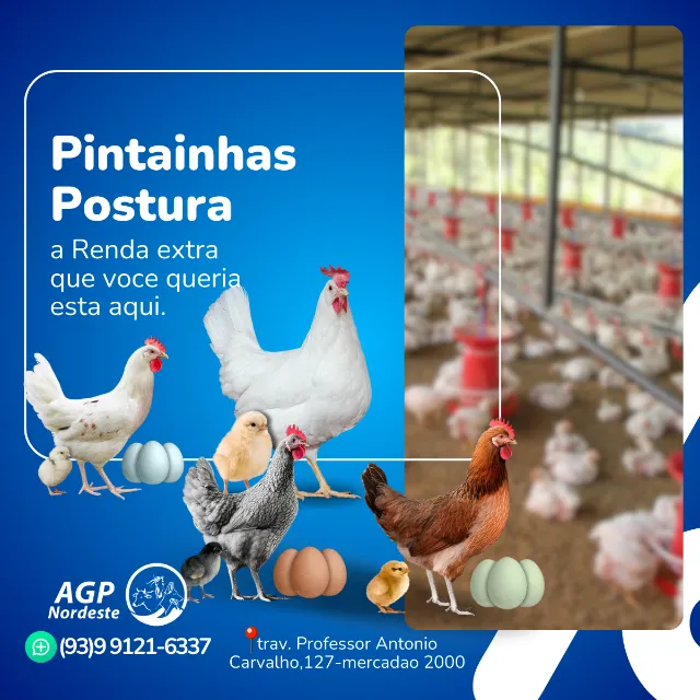 Pintainhas de Postura- botadeira- pintos