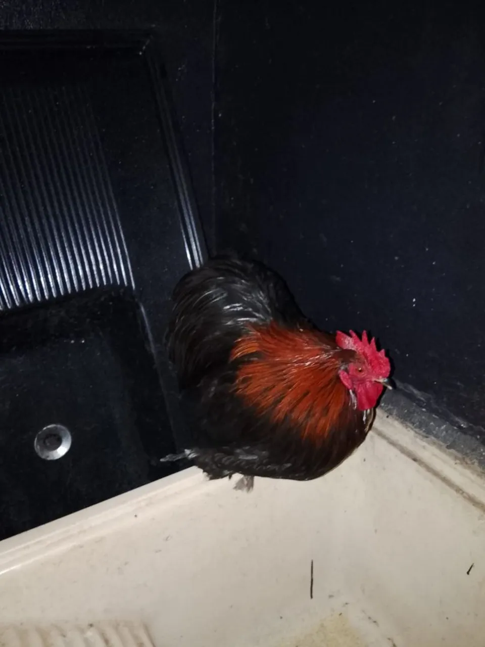 Galo mini Cochi ,galinha sedosa ,galinha caipira e pato