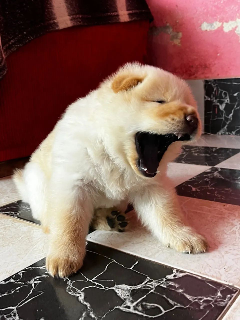 Filhote de Chow-Chow: Fofura e Companhia! Macho  - Foto 2