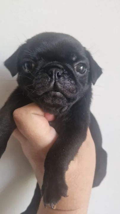 Filhote Pug Preto fêmea  - Foto 4