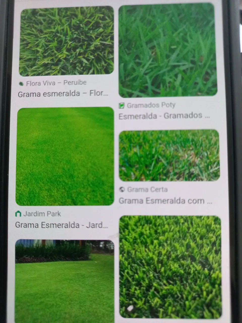 Grama Esmeralda de Alta Qualidade