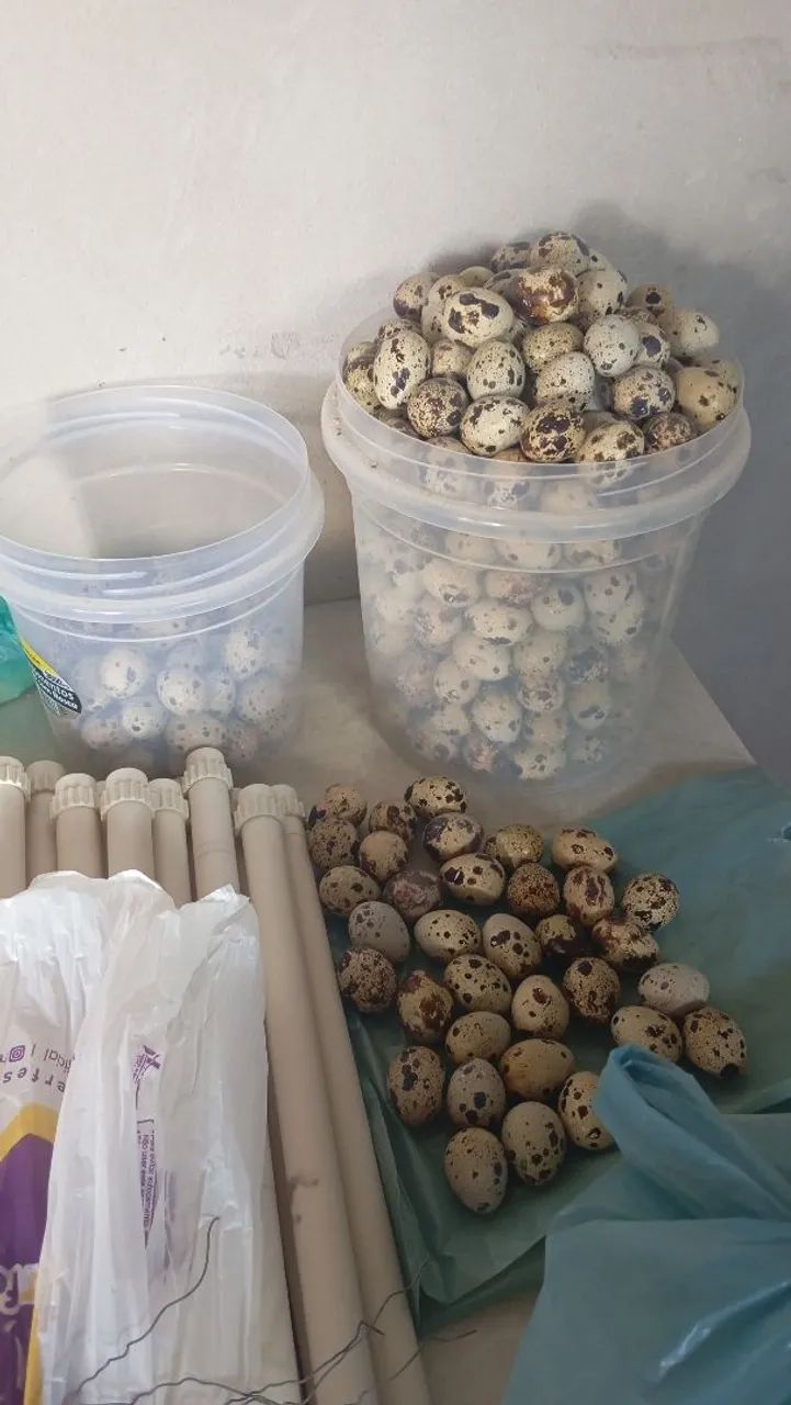 Ovos de codorna gigante galados 