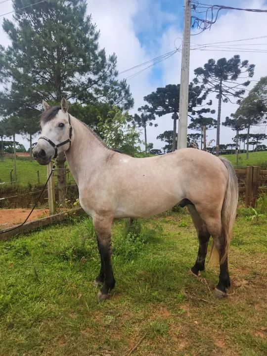 EXCELENTE POTRO QUARTO DE MILHA GARANHÃO. - Foto 3
