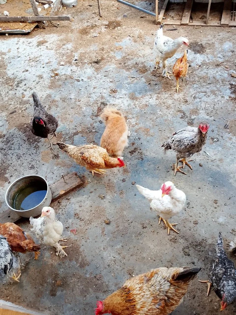 Galinhas  frangas pra vender tudo tem 15 ao todo tem 4 Brahma legítimo pra vender tudo 300 - Foto 5