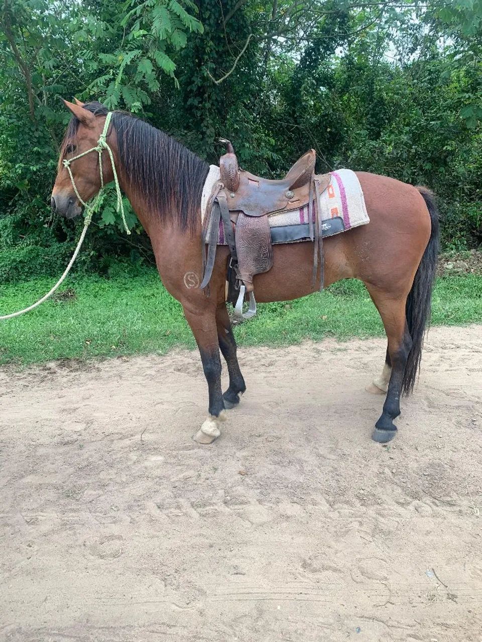 Cavalo mangalarga pra gente exigente  - Foto 3