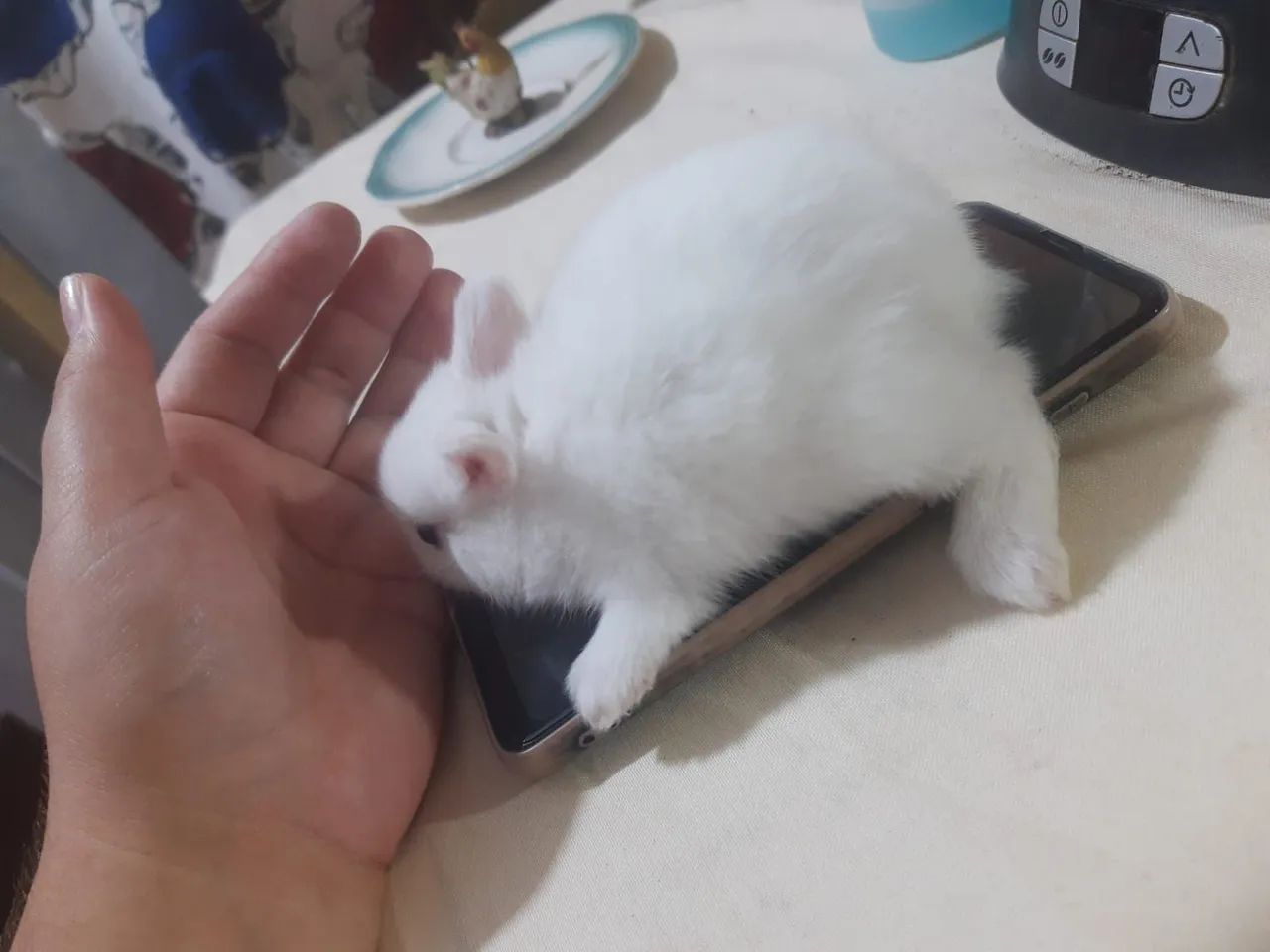 Coelhos Netherlands Mini 