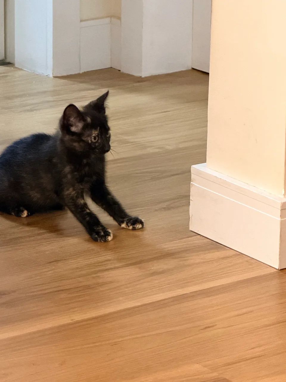 Doação Gato, Gatinha - Foto 6