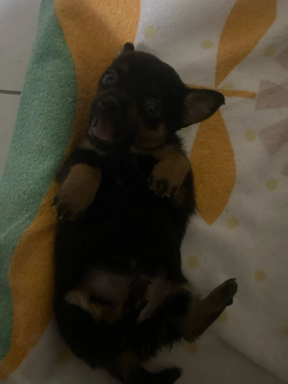 Filhote de Chihuahua à venda