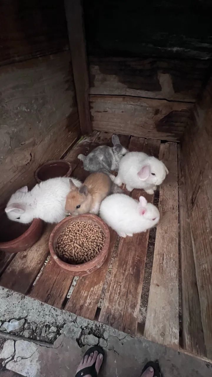 Doando mini coelho pra quem realmente tem interesse em cuidar deles 