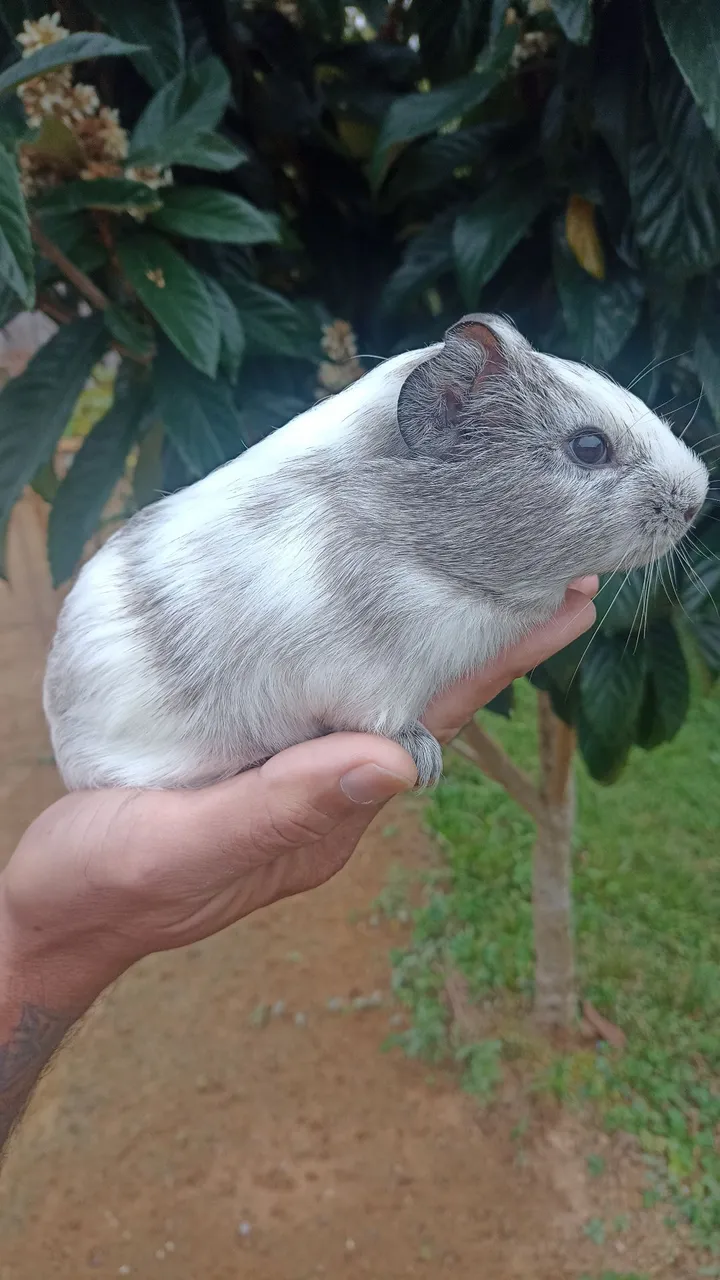 Porquinho da Índia inglês 