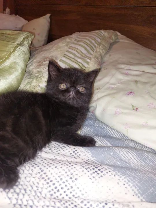 Gatinho Persa exotico Preto - Foto 4