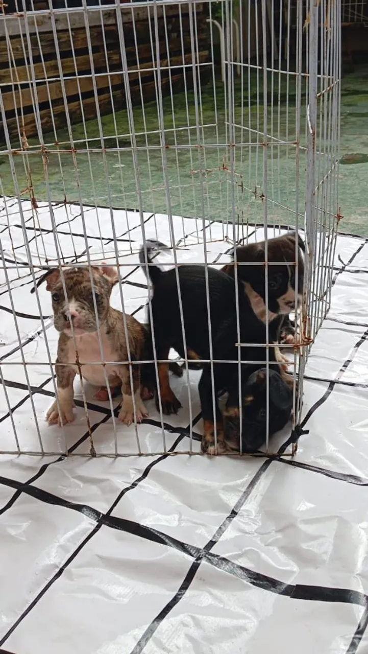 Filhote American Bully em promoção