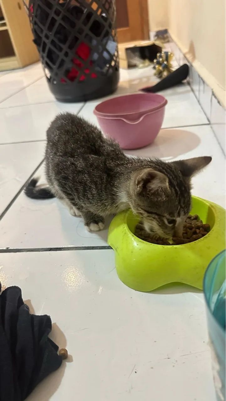 Doa-se gatinho vermífugado e dou ração  - Foto 3