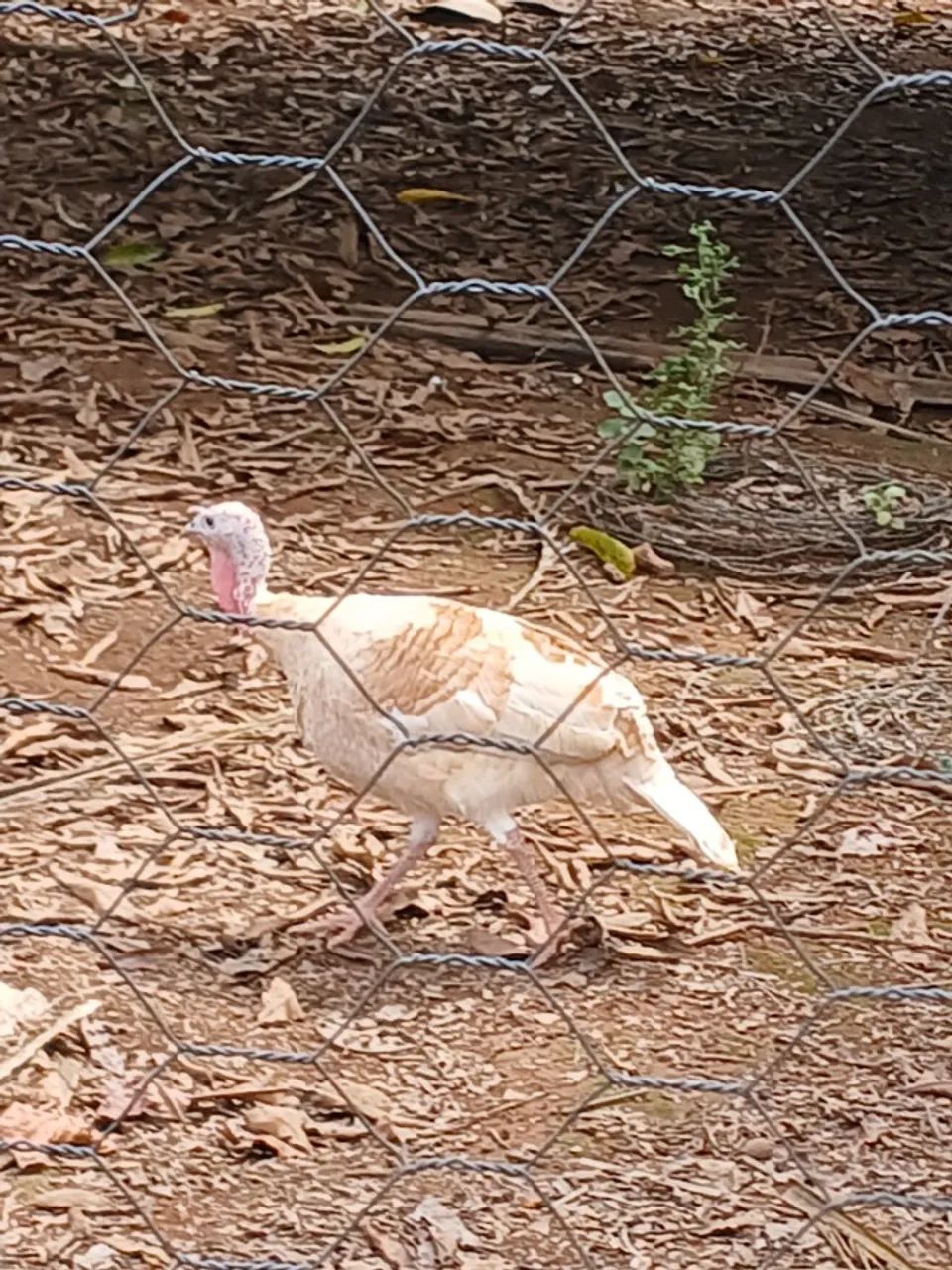 Vende-se galos gigante e perua fêmea  - Foto 5