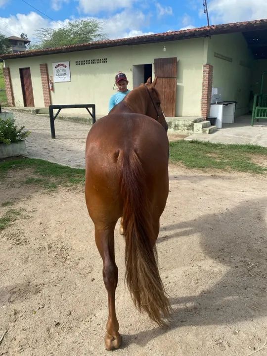 Vendo cavalo mangalarga marcha picada  - Foto 5